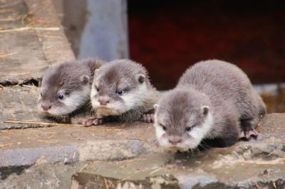 コツメカワウソの赤ちゃんに会いに年始の智光山公園こども動物園～正月飾りのモルモットのお帰り橋やたる湯カピバラ～期間限定のすずらん商店で買い物