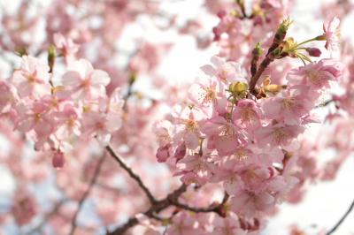 春爛漫の河津桜まつりへ&#127800;