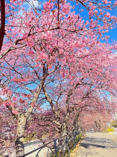 河津桜を見に