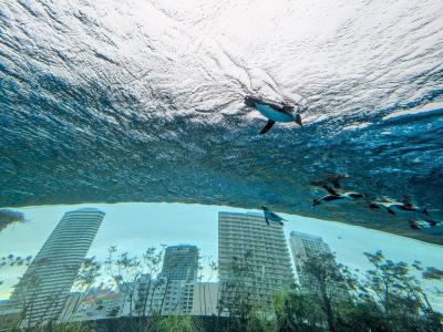 2025年3月初旬の平日、サンシャイン水族館とサンシャイン60展望台てんぼうパークを観光
