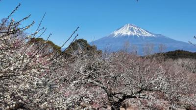 岩本山公園へ 2.岩本山公園の梅と富士山 2025.02.27