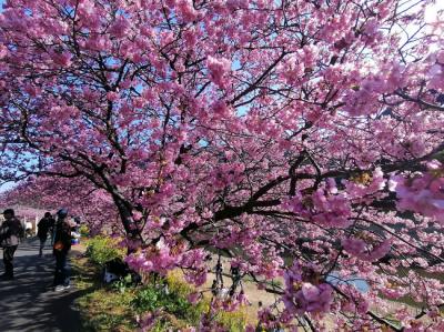 ’２５　静岡桜さんぽ２　南伊豆町 みなみの桜と菜の花まつり