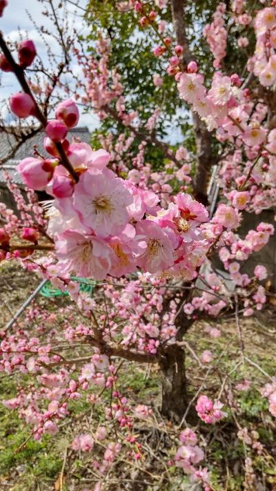 南部梅林で花より団子