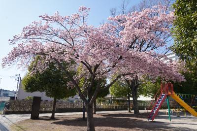 20250307-2 足立区 早咲き桜巡り。しょうぶ沼公園の河津桜→中央