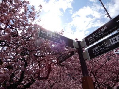 わくわくday-とりっぷ ~河津桜に菜の花畑~