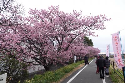 さわやかウォーキング 焼津 (朝比奈川沿いの桜と水産の恵み探索)JR東海