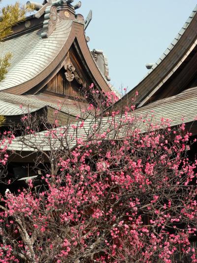 見ごろを迎えた明石・御厨神社の梅