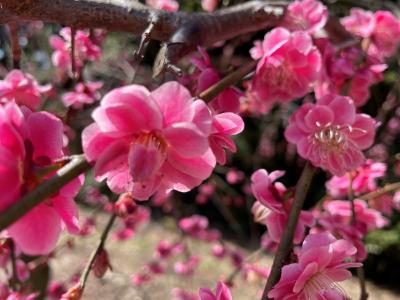 掛川をお散歩♪龍尾神社と梅まつり。お昼はお蕎麦で〆