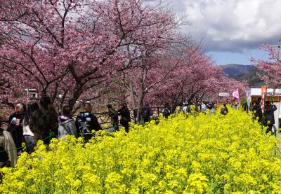河津桜まつりと熱川バナナワニ園