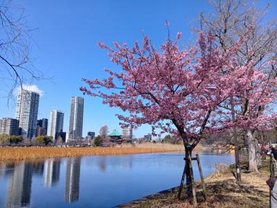 2025年3月 上野公園