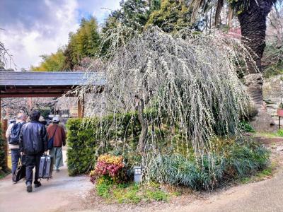 ご近所さんと伊豆高原へ①伊豆山神社と熱海梅園