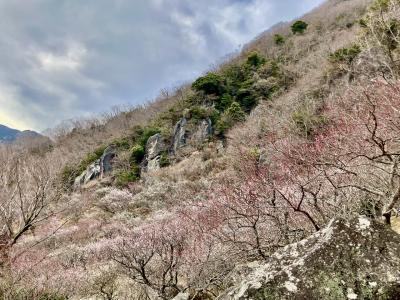江島神社と湯河原梅林・温泉日帰り旅
