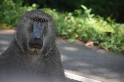 ゆみろぐ✴︎ウガンダ旅【1～2日目・カンパラ】