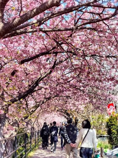 ご近所さんと伊豆高原へ②開花が遅れた河津桜は満開でした