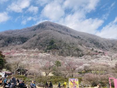 湯河原梅林「梅の宴」と幕山-南郷山縦走ハイキング