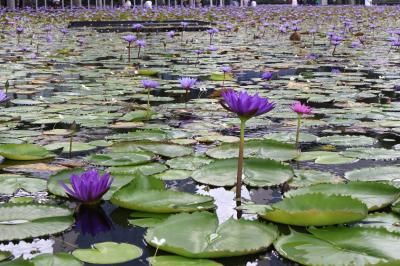 童心にかえってアートサイエンス♪やっとマーライオン、ちまき＆ヤム＠味香園☆シンガポールXmasの旅6