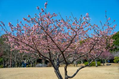 南立石公園の河津桜と枝垂れ梅　2025