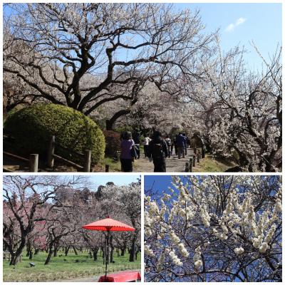 早春の水戸&日立 前編(開業100周年の偕楽園駅から「水戸の梅まつり」へ)2025