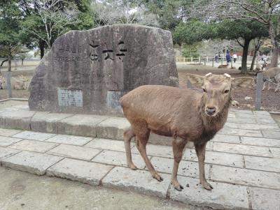 ⑨２０２５年３月　関西　その２　奈良