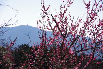 筑波山神社と筑波梅林