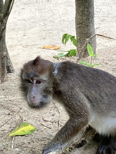 住所不定無職男の海外プラプラ旅(フィリピン編第７章)
