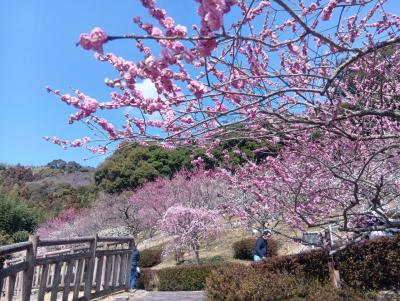 豊川さんぽ…赤塚山公園の梅まつり、からの富岡屋酒店で角打ち！