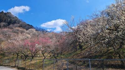 202503 期待を胸に初めて高尾梅郷梅まつりへ行ってきました