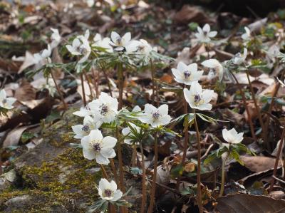 東京・秩父　早春花めぐり ～ ミモザ・雪割草・セツブンソウ ～