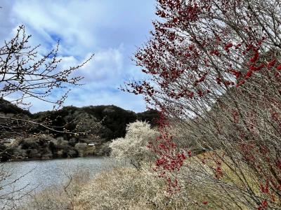 奈良　梅は咲いたか・・・月ケ瀬は、まばらな咲きっぷり、柳生の家老屋敷へ