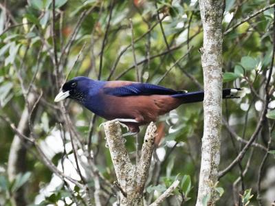 初めての奄美大島