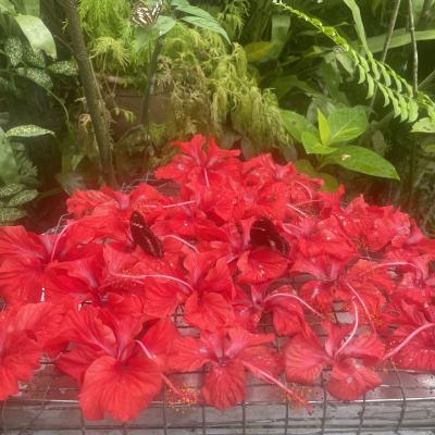 中国東方航空で行くセントレア発上海経由クアラルンプール3泊5日 3日目