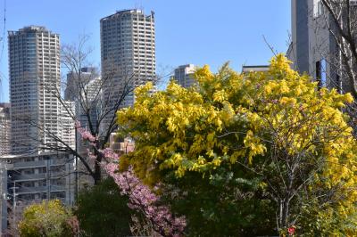 二ヶ領用水の花桃・河津桜・ミモザ 2025～昔は桃の里でした～（川崎）