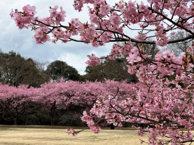 佐倉市内の今年の梅・河津桜