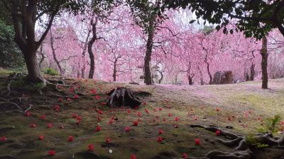 しだれ梅と落ち椿