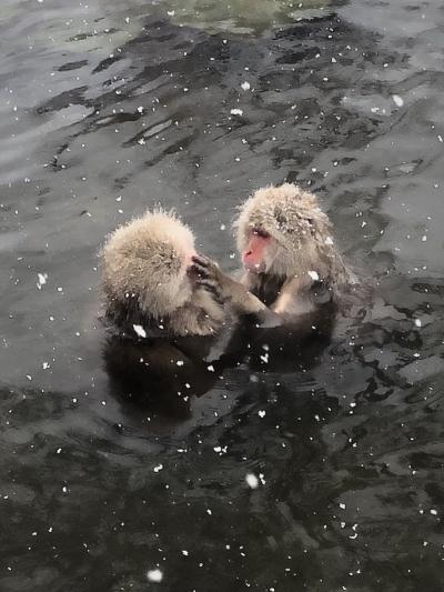 「どこかにビューーン」で奥信濃　野猿公苑から長野善光寺へ