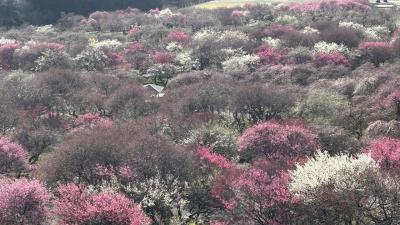 は～るよ来い♪は～～やく来い(^^♪　～～いなべ農業公園の梅園