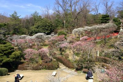 中山寺の梅林　七分咲き（2025年3月14日）西国三十三所霊場第24番札所