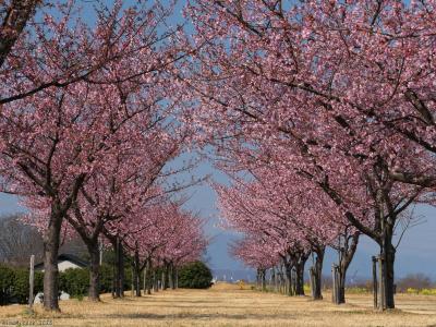 島村蚕のふるさと公園」の河津桜_2025_利根川土手のサクラ並木、5分