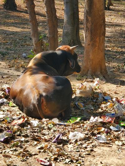 笑うインド ツアーの極意を学ぶ旅2
