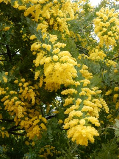 「　都立　代々木公園　春をさがしに　さんぽ　」2025