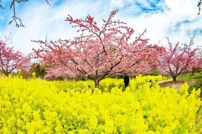 大神ファームの河津桜とミモザ　2025