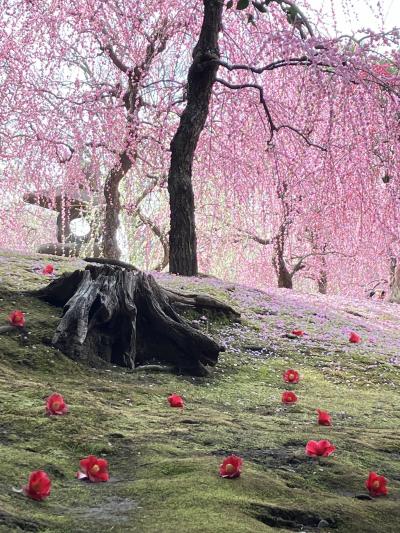 2025.3.14(金)城南宮 清水寺