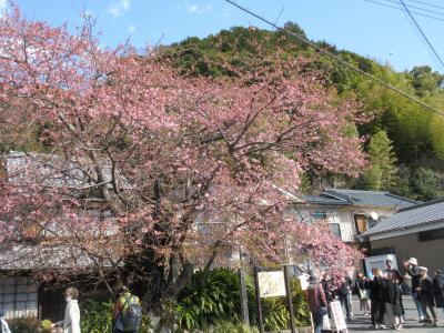 まだ咲いていなかった河津桜の記録