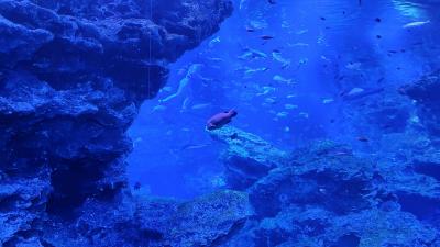 371 初めての京都水族館