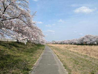 どこまでも続く桜並木こだま千本桜と温泉成分が千枚田な白寿の湯へ JREBank特典普通グリーン券利用