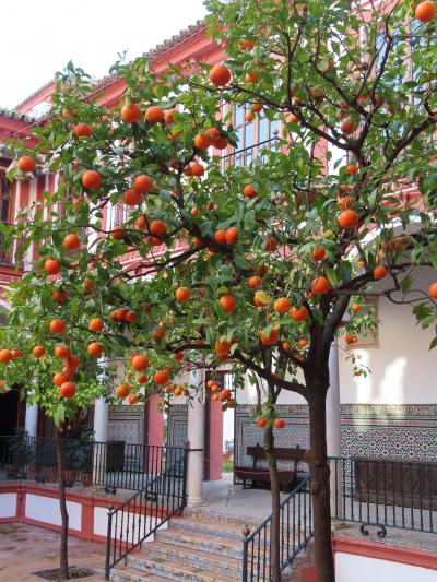 2025.2 アーモンドの花と鈴なりのオレンジに癒される 2月のアンダルシア 2.ドンペドロのセビリア 1/2