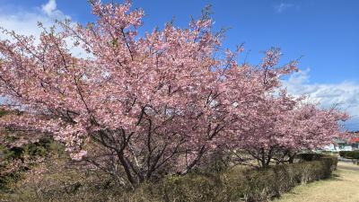2025年3月16日～千葉市と御宿町で満開の河津桜、御宿と鵜原で美しい外房の海を楽しんできました