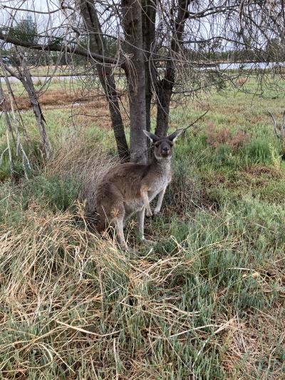2025年2月 西オーストラリア州パース2泊4日② カンガルー探し
