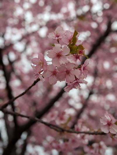 少し早めの春さがし。桜とお城の組み合わせは最高！松ヶ崎城