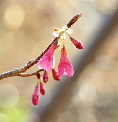 Japan 昭和記念公園2025 春はひたひたと ~ミツバチばあやの冒険~